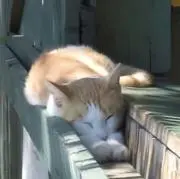 ツキの画像
