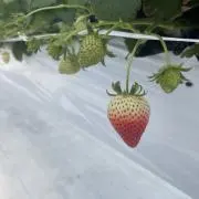 riiiの画像