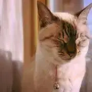 ついんず。の画像