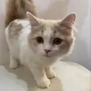 Carlの画像