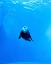 くまにゃんの画像