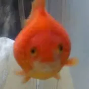 みみか