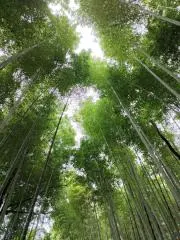 31の画像