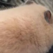 ハムハム