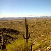 Cactusの画像
