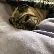 おパグの画像