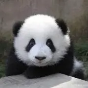 ぱんちゃん