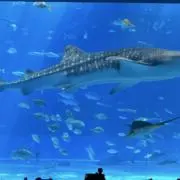 kの画像