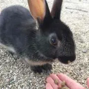うさぴょん