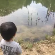 流木の画像