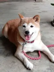 きなこっち。の画像