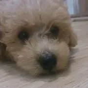 ミヤイタチ