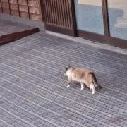ぴょん