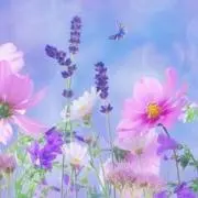 Pochetteの画像