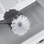 笹木
