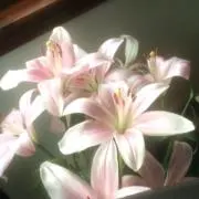 彩音の画像
