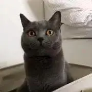 にゃの画像