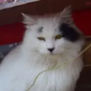 めんとす　即購入歓迎の画像