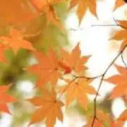 onhoの画像