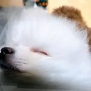 ハル