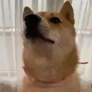 豆柴むぎ