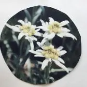 エーデルワイスの画像