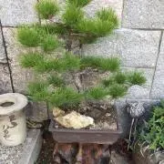 花鳥風月の画像