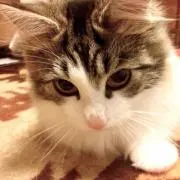 にゃんこ★の画像