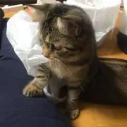 miiiの画像