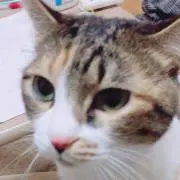 ありさの画像