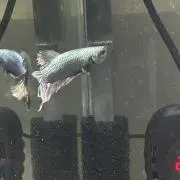Kirarafishの画像