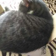 ぶ〜たん♡