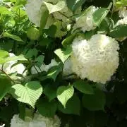 モニカ