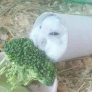 蓮火
