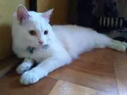 けん