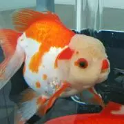 【プロフ必読】つくもんの画像