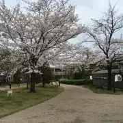 【おまとめ買い大歓迎！】こりぼんの画像