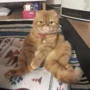 けんけんの画像