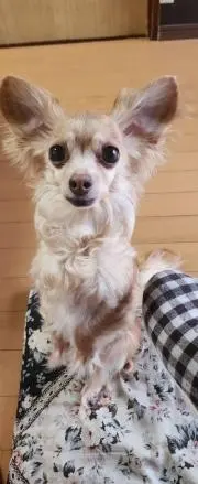 アイオリアの画像