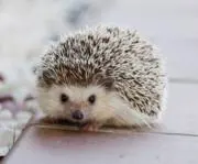 めのう