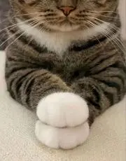 まるぞのの画像