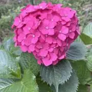 grandmaの画像
