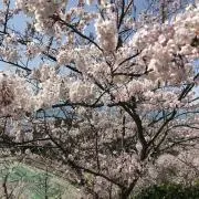 R.の画像