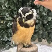 ひいちゃん@即購入大歓迎24時間以内発送の画像