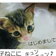 しーちゃんの画像