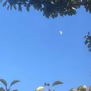ネコにゃんの画像