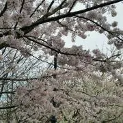 HALU