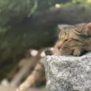 SGの画像