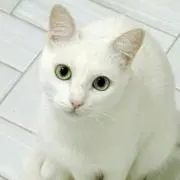 こてにゃん