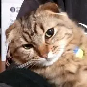 ひとやん